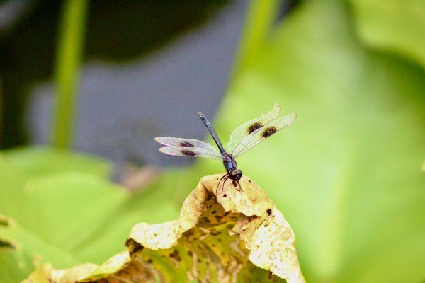 Click Click Memories