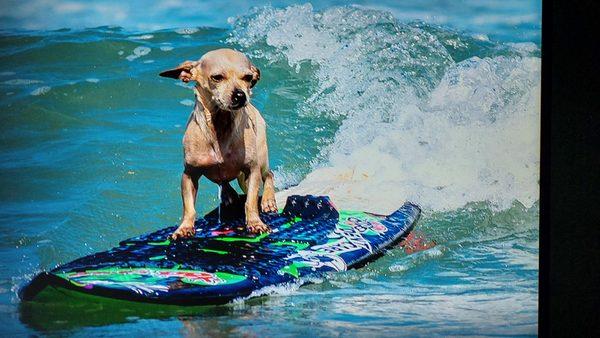 A final farewell to our 15 yr old Angela