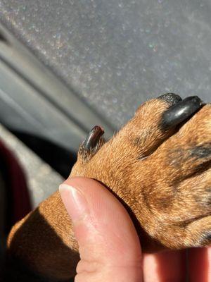 An example of one of the nails that was cut too short