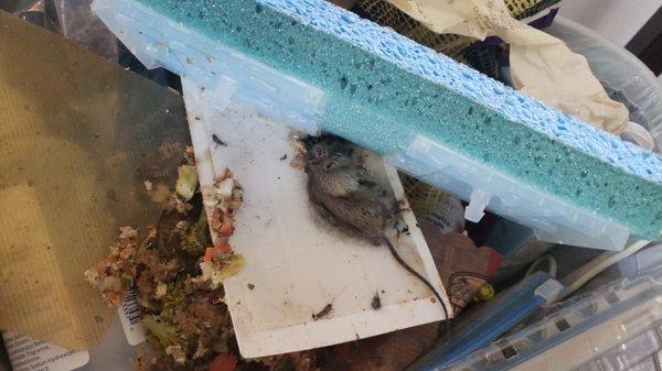 LOTS OF MICE- and they don't believe you, so we had to take it upon ourselves several times to get rid of them.