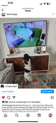 D is for Doggy - Daycare & Grooming