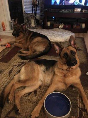 Shampooch Mobile Dog Grooming