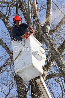 A Cut Above Tree Services