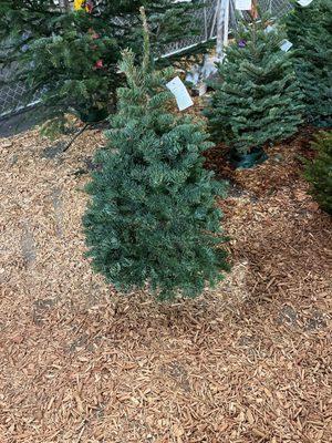 Our perfect table top tree. We will get it flocked in blue