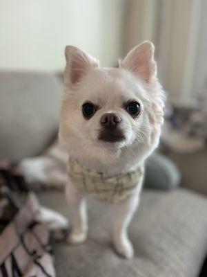 Master Pups