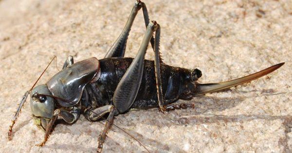 Ruby Mountain Pest Control