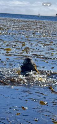 Adventures by the Sea