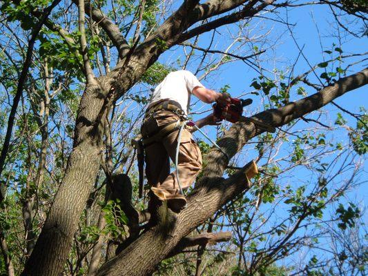 Reverie Tree Experts