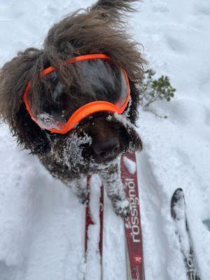 Our dog fully recovered