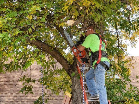 Tree trimming
