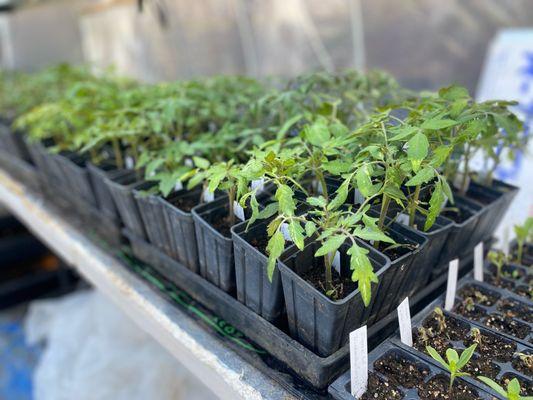 Spring plant sale, specializing in heirloom varieties