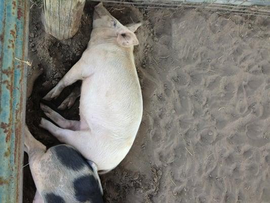 Piggies!!!