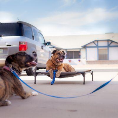 Dog's Eye View Training & Boarding