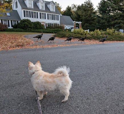 Broadview Animal Hospital of Dover