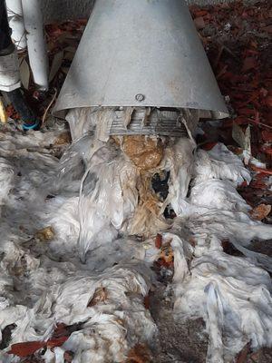 Cambridge Management Co