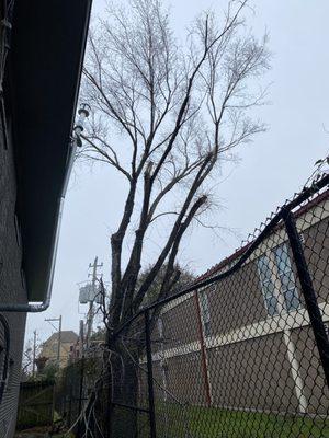 Adolfo's Tree Service