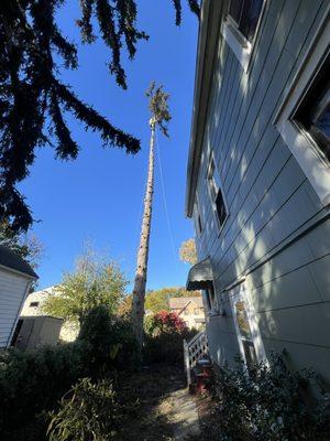 Wiggins Affordable Tree Service