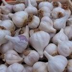 courtesy of fertilecrescentfarm.com