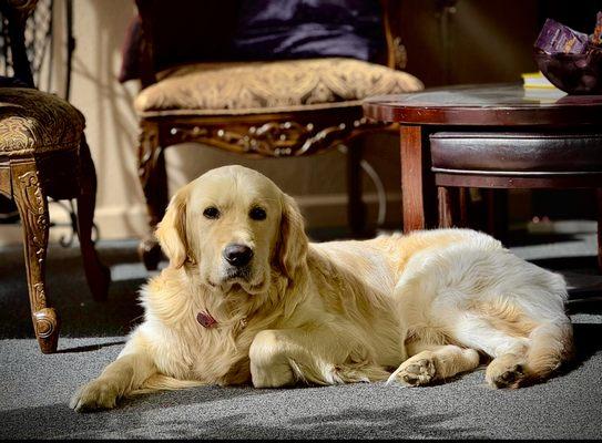 Yuki is our office greeter, emotional support dog and friend.
