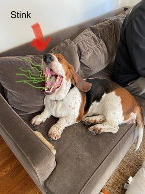 Jinx the Carroll County Independent Insurance Agent Dog aka Stink Dog