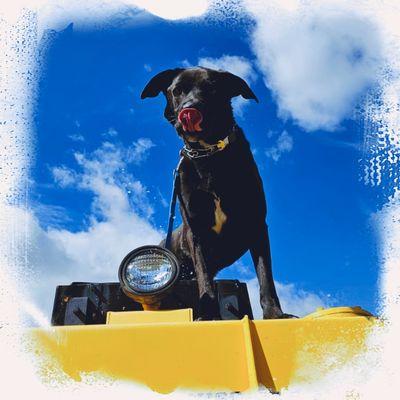 Tally Ho K9
