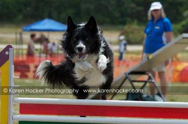 Tail Waggin' Dog Training