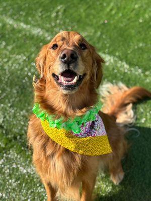 Happy Dogs 4 Life