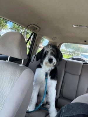 Preppy Pet West Houston