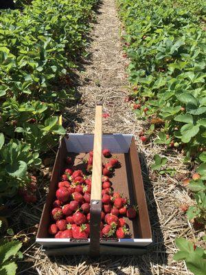 Krupp Farms