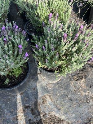 Jose's Gardening and Landscaping