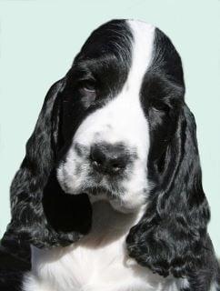 Sunshine School For Dogs LLC