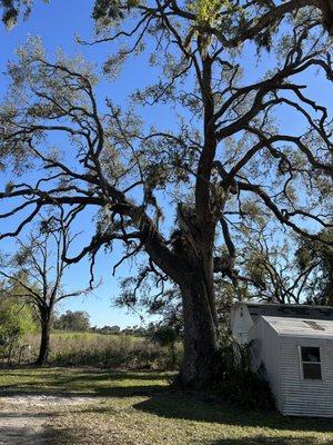 Live Oak Land Services