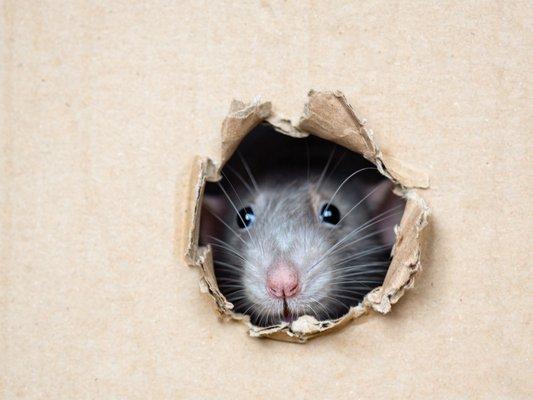 SMCMVCD conduct rodent inspections to generate custom reports to help you keep rodents OUT of your house.