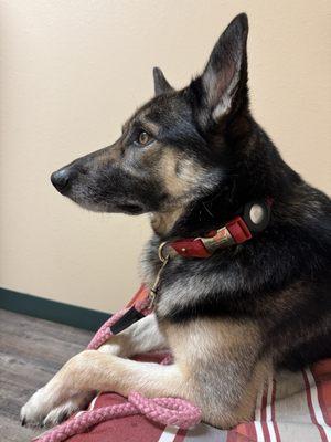 McClendon Veterinary Service