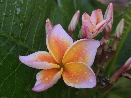 Plum Crazy Plumeria Garden