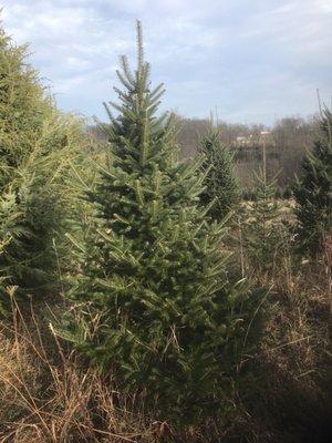 Windy Hill Tree Farm