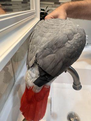 Congo African Grey Parrot