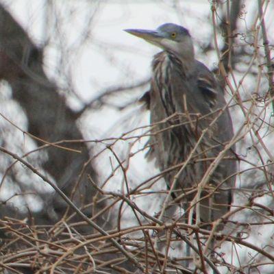 Loess Bluffs National Wildlife Refuge