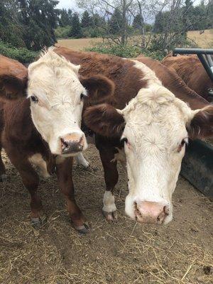 Friendly cows at Greene Jungle Farms