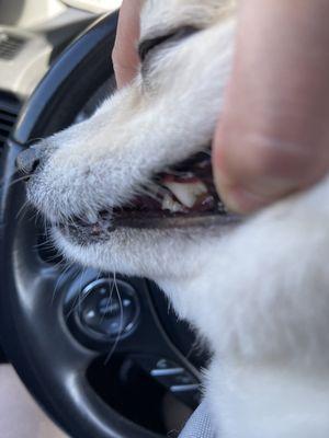 After, Oscar and his brother are amazing!