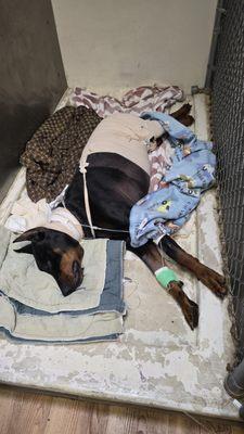 Stenner Creek Animal Hospital