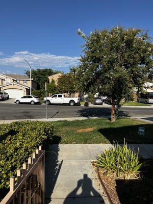 Hernández Tree Services