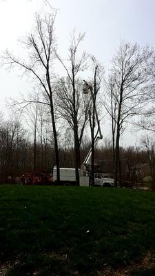 Shaffer Tree Removal