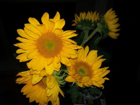 California Association for Nurse Practitioners