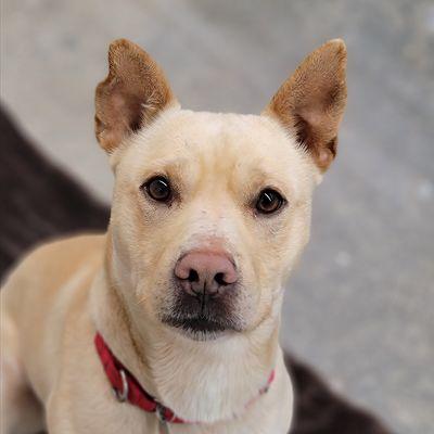 Homeward Pet Adoption Center