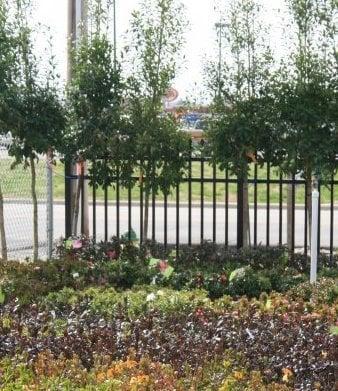 Adams Nursery & Landscaping