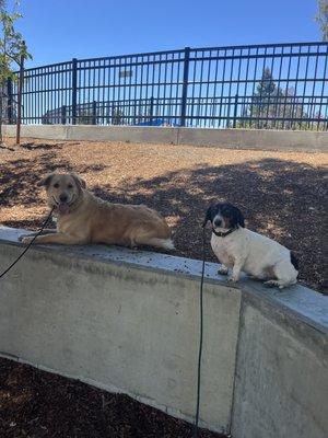 Pack Minded Training