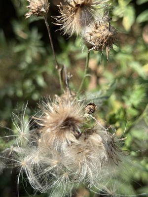 Fisher Hill Reservoir