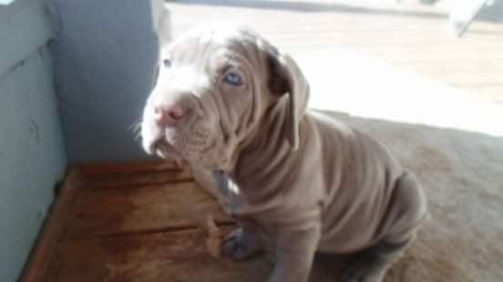 White River Veterinary Clinic