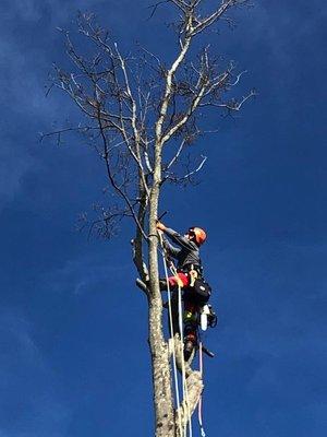MLG Tree Service